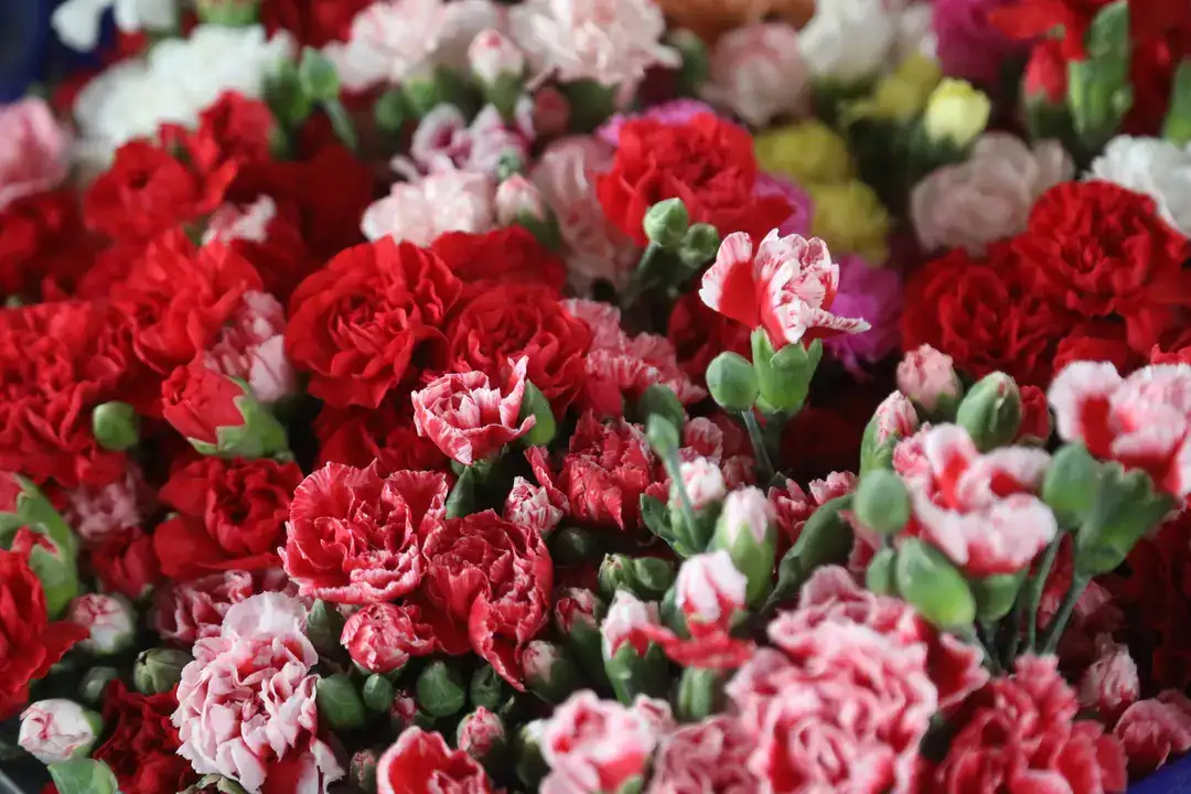 Antalya'dan Dünyaya Aşk Sevkiyatı 3